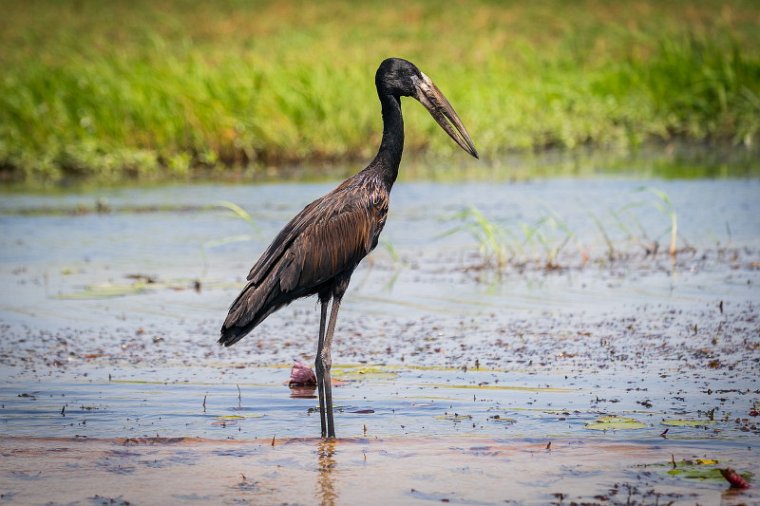 048 Botswana, Chobe NP, afrikaanse gaper.jpg